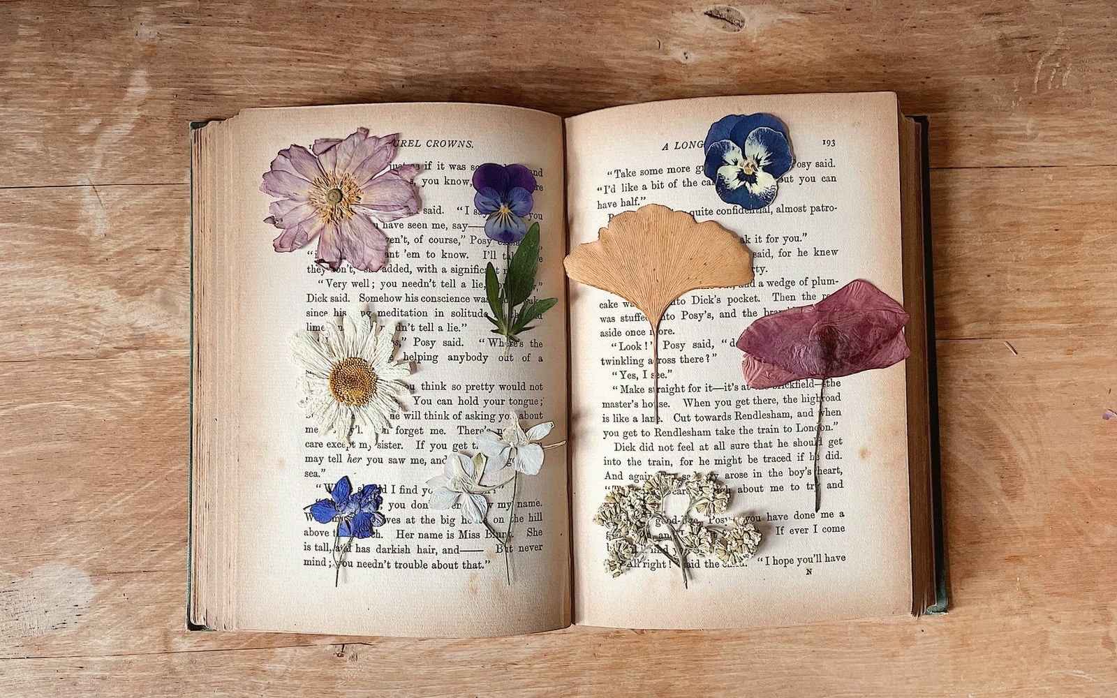 Flowers pressed flat in an open book, stems ribbon-tied